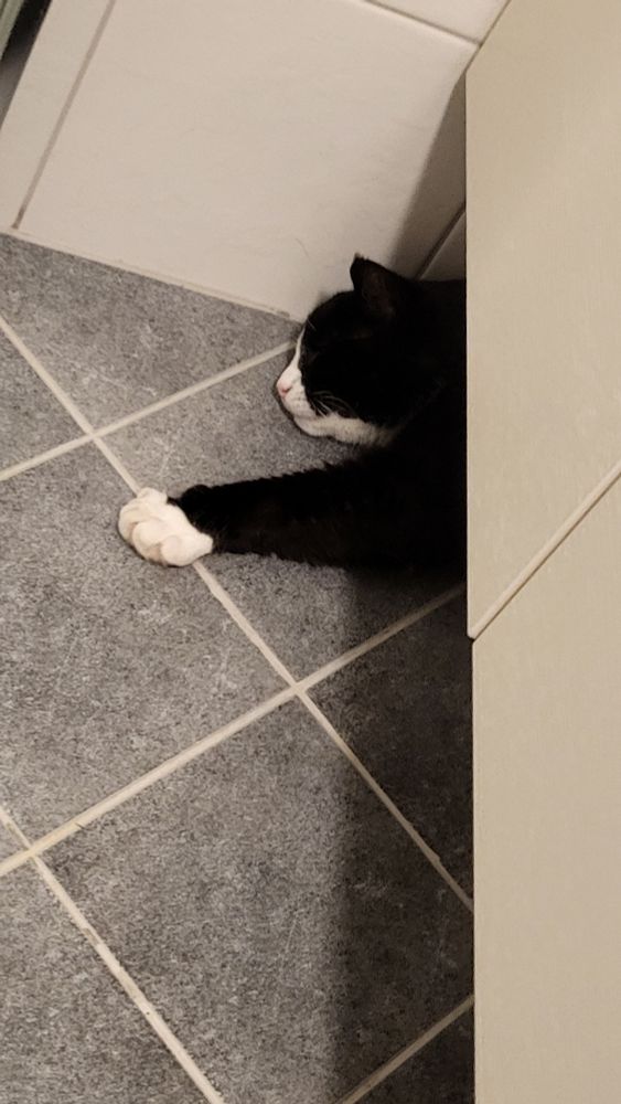 Hodet og venstre fremfot med hvit pote til en svart og hvit pus som ligger på et grått flisgulv under en hvit innredning. 