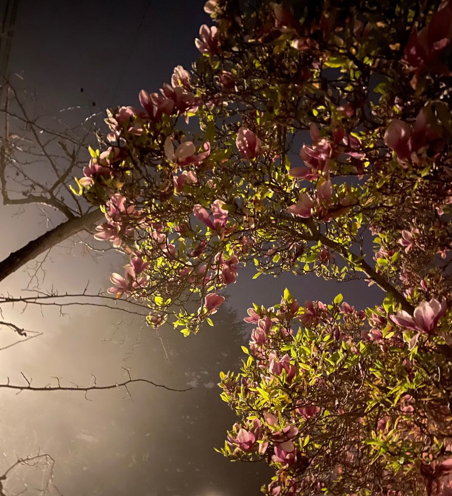 Flowering tree with purple-pink flowers and leaves. Bare branches extend from the left edge of the photo towards the center. Blurred misty background.