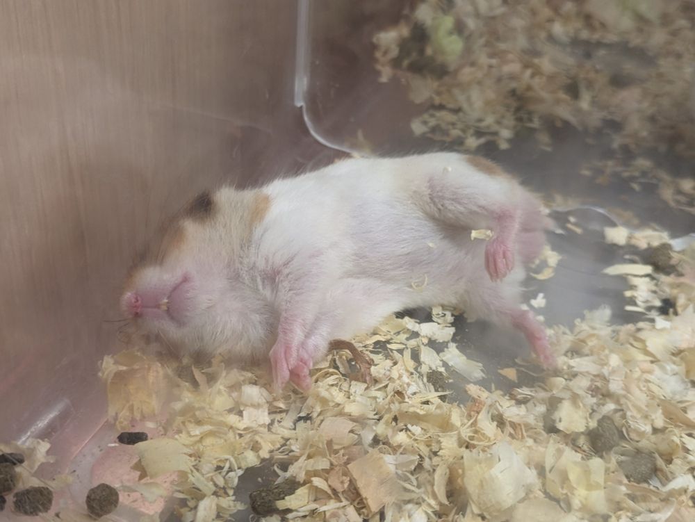 お腹を見せるようにして寝ているゴールデンハムスター