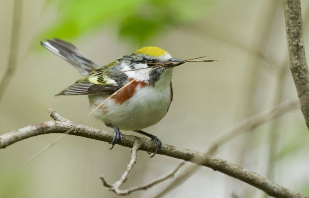 Birds shifting more in time than space as they adjust to global warming