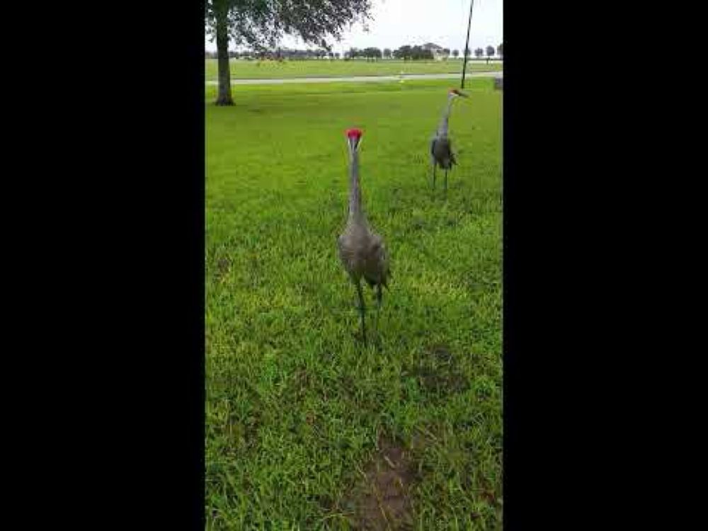 Sand Hill cranes letting us know there's ok after Hurricane Irma