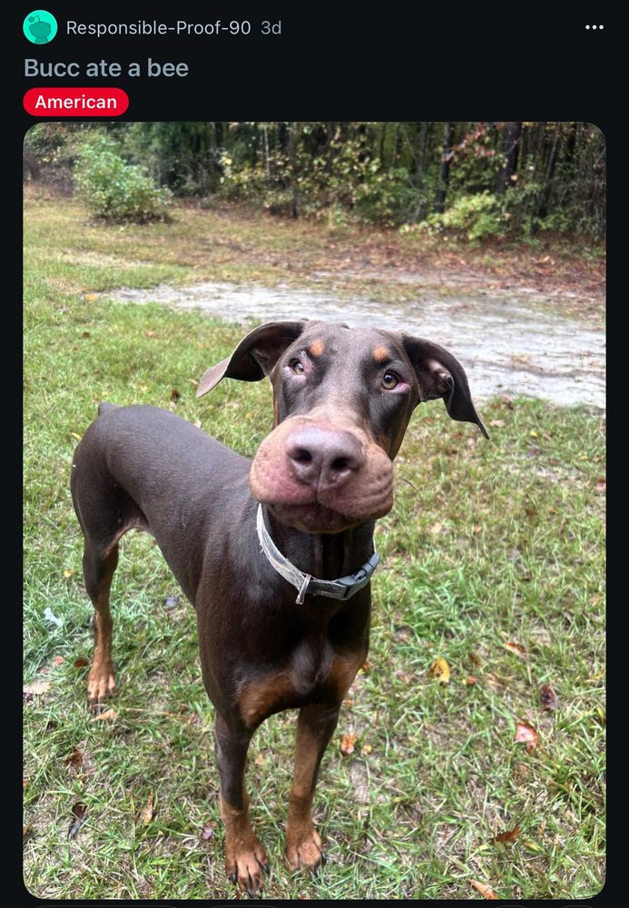 Responsible-Proof-90 3d
Bucc ate a bee
American