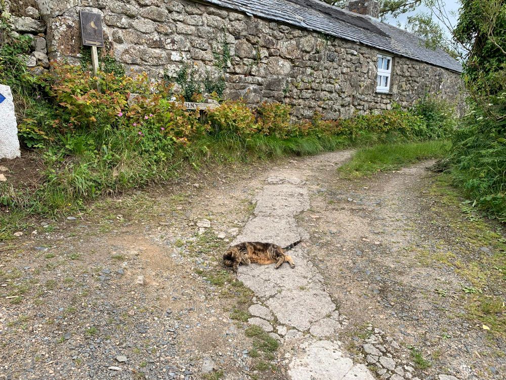 Cat on a road