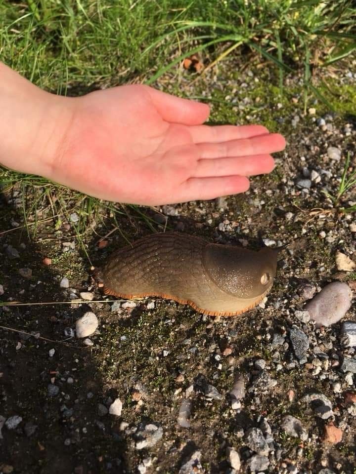 Really thick slug 