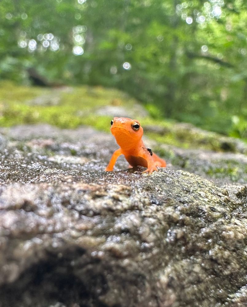 orange red eft on a rock looking majestic 