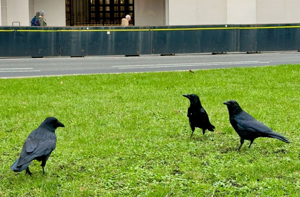 Suspicious crows outside of Parliament 