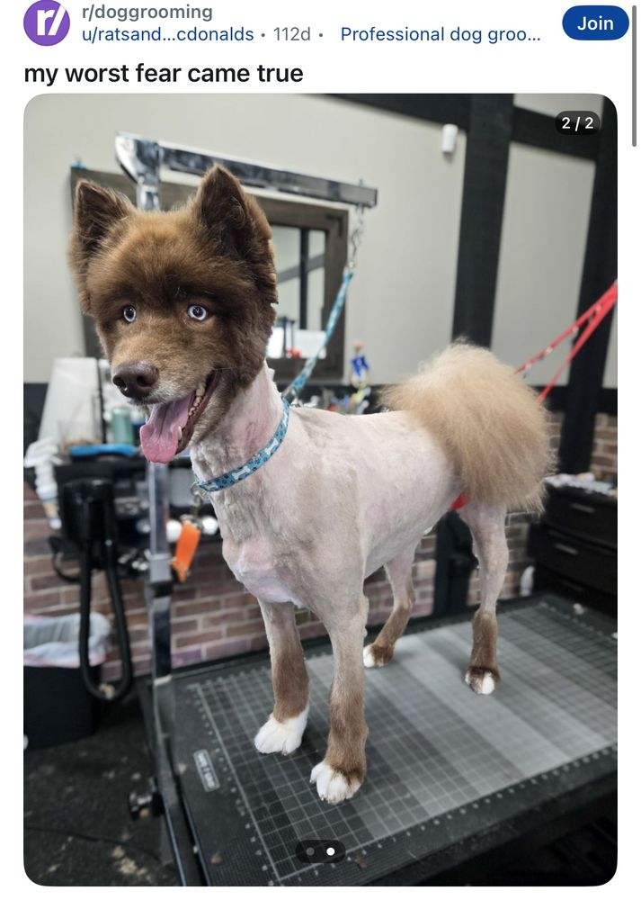 r/doggrooming
u/ratsand...cdonalds • 112d • Professional dog groo...
my worst fear came true
Join
2/2

incredibly shaved brown husky 