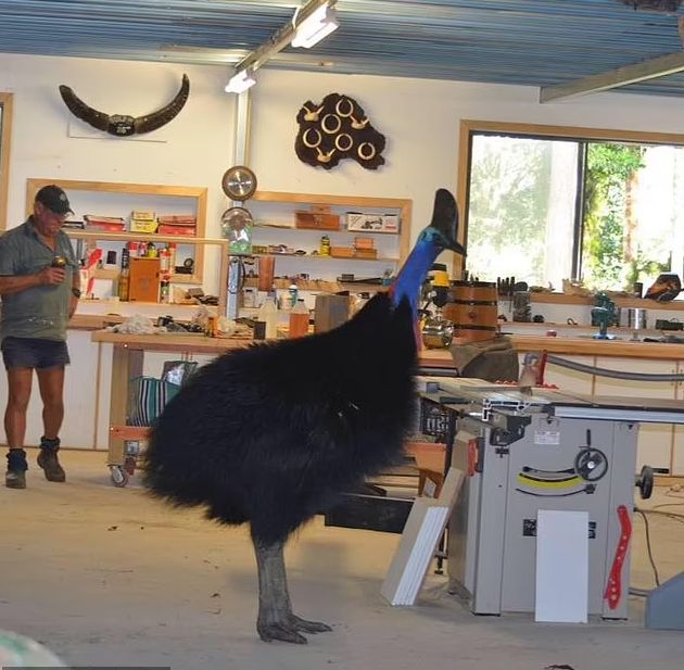 A cassowary in a workshop somewhere in Australia 