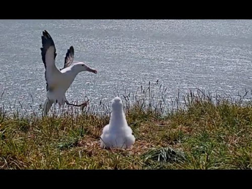 Albatross Attempts Landing, Fails Spectacularly! #RoyalCam | NZ DOC | Cornell Lab