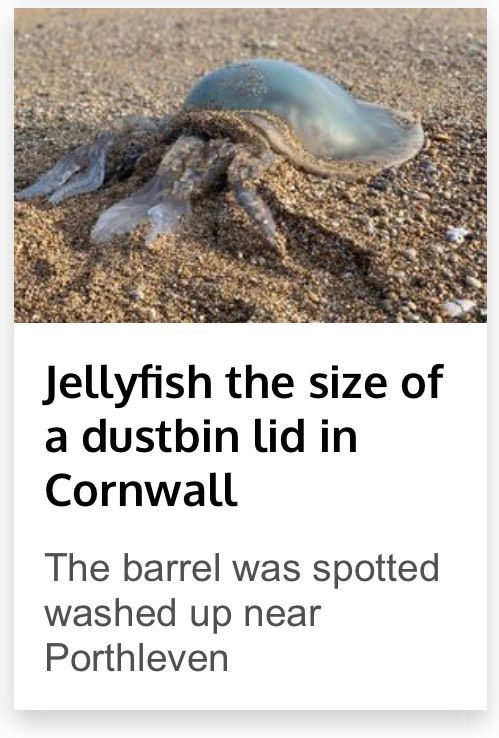 Jelly fish the size of a dustbin lid in Cornwall