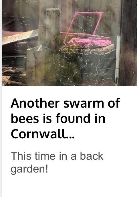 Another swarm of bees is found in Cornwall