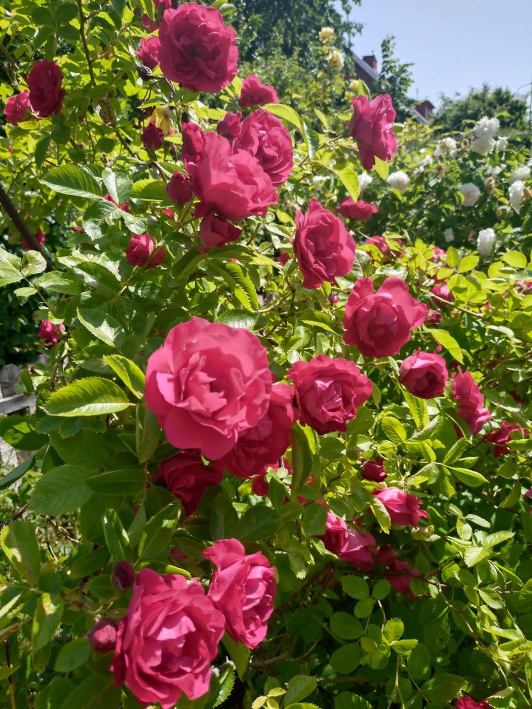 En buske med ceriseröda rosor i solljus 