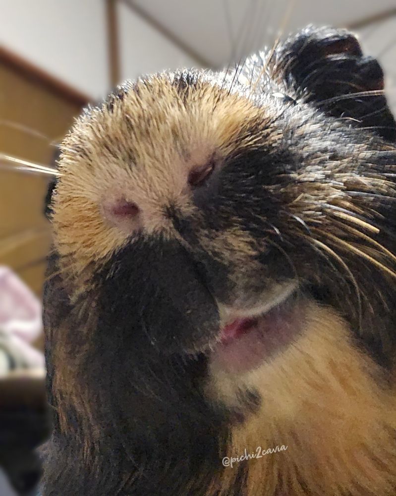 春の陽気にあてられ舌なめずりをするモルモット