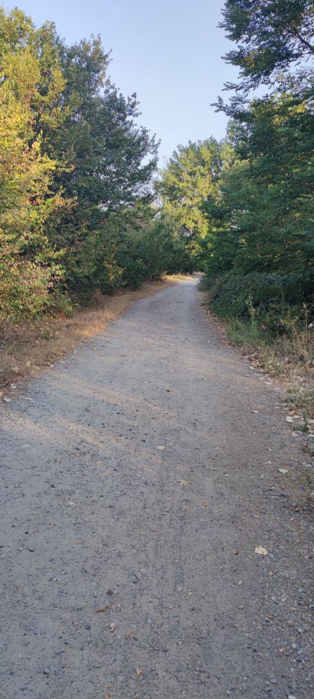le chemin de balade bordé d'arbres avec le soleil qui perce.