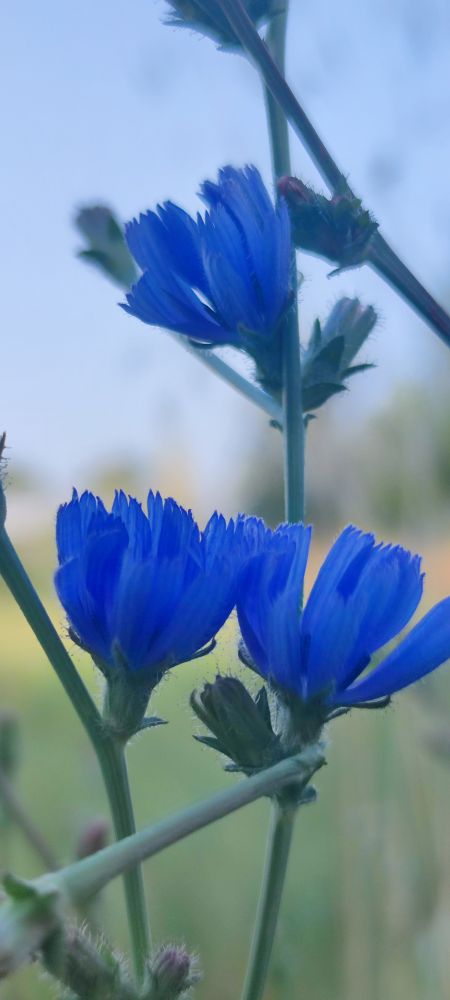 3 petites fleurs champêtres, bleu très joli