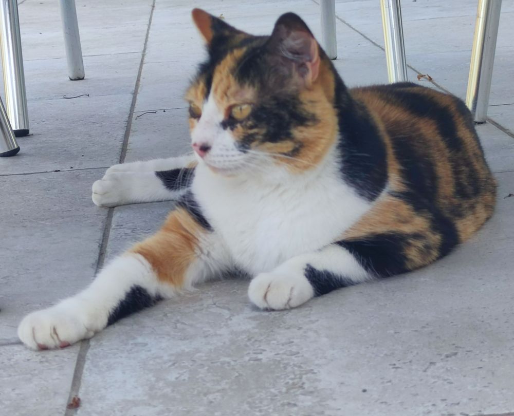 frimousse sous la table. chatte isabelle