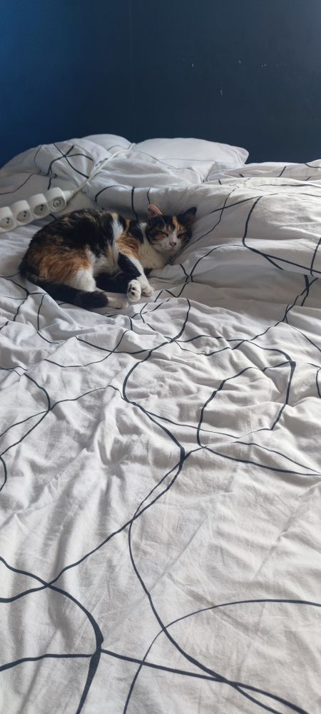 la chatte Frimousse, une isabelle , dort sur la couette froissée, lovée contre un oreiller 