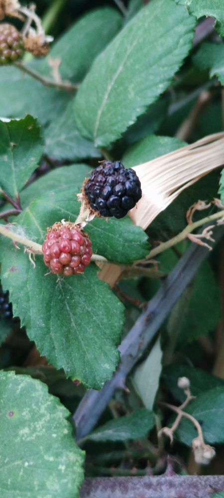 deux mures, une noire et l'autre rose
