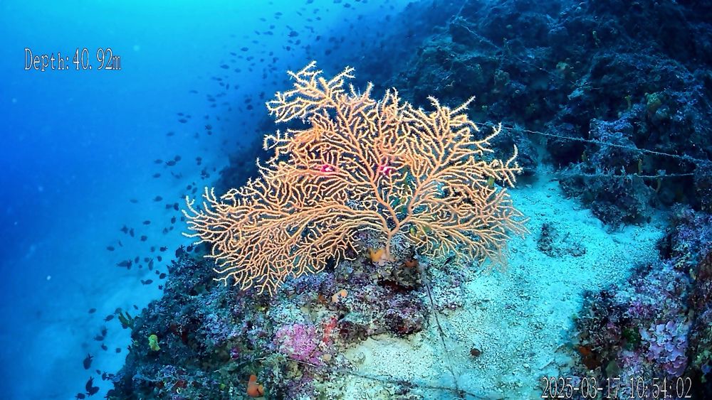 Yellow gorgonian - Eunicella cavolini