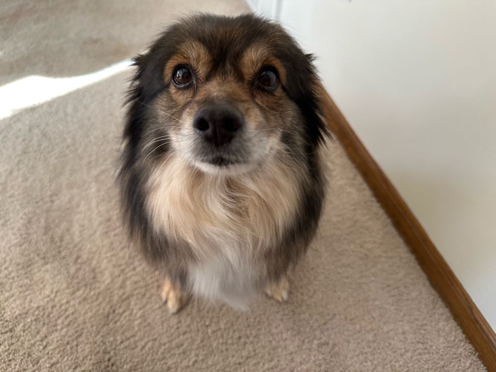 A fluffy corgi-Pomeranian mix named Fiona looks at the camera anxiously with her ears pinned back. 