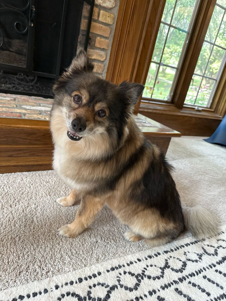A small, fluffy, brown, white and tan dog, probably half-corgi, half-Pomeranian.