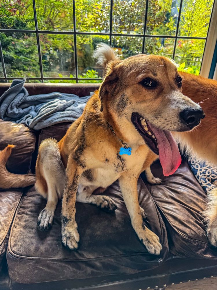 A muddy puppy on a couch.
