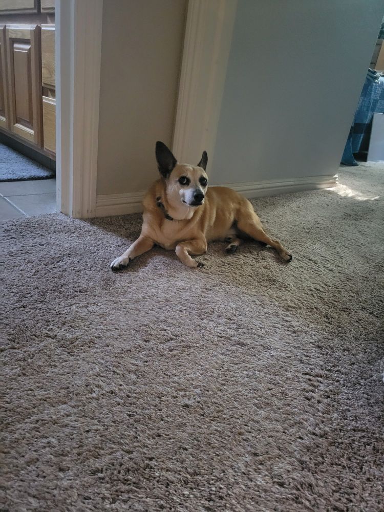 Buster, a senior tan Chihuahua mix laying on a carpeted floor in a doorway.