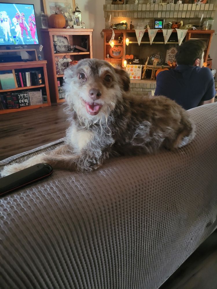 Brownie, a little brown dog chilling on the back of her couch.