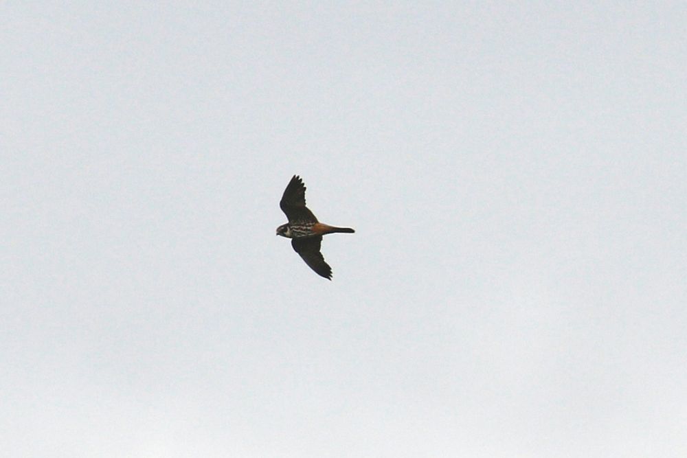Hobby, a small falcon, flying with a uniformly grey sky in the background. 