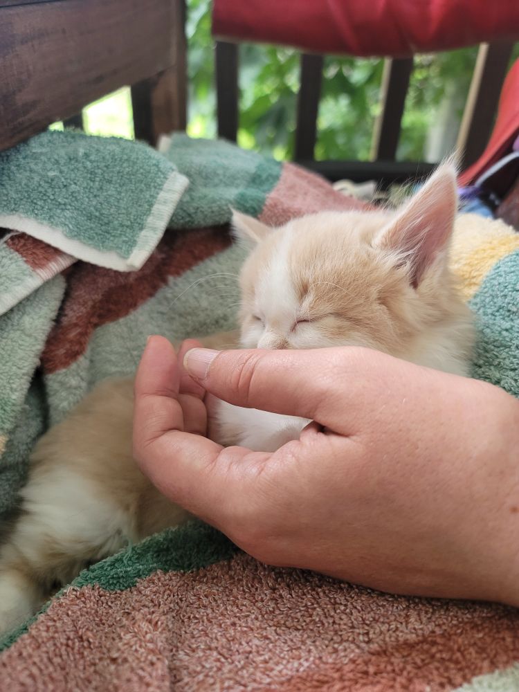 A fawn cat sleeping on a towel with a hand in front.