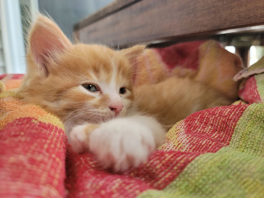 A brown kitten sleeping on a blanket.