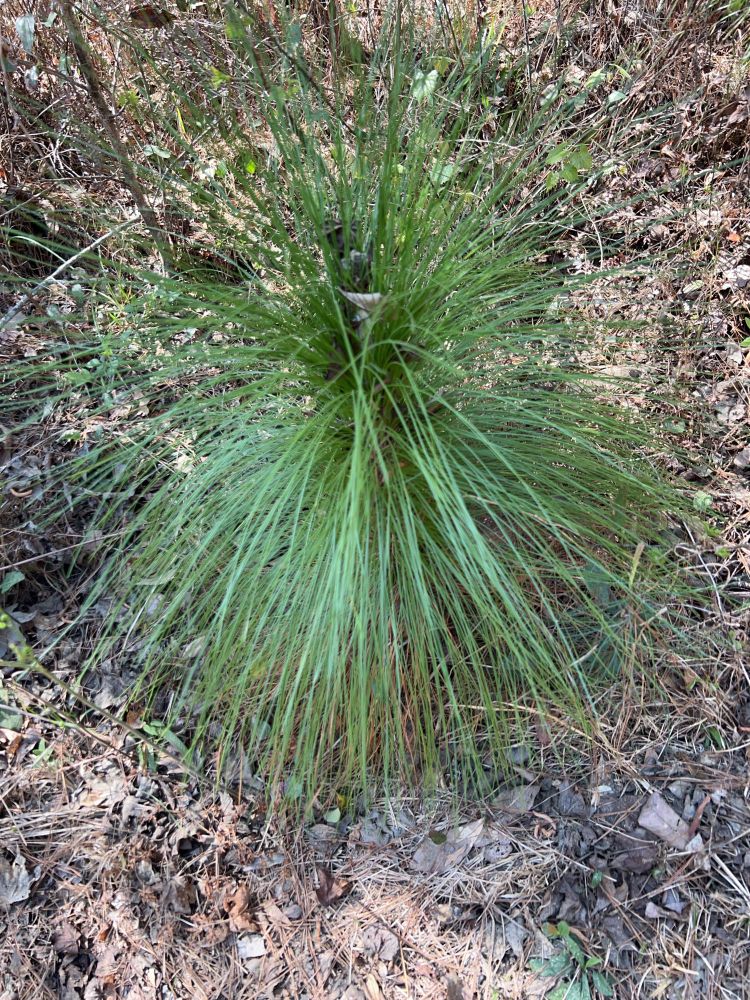 A very small long leaf pine (which just looks like a tuft of green wires)