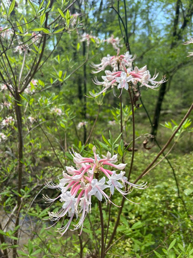 Photo of pink wild azalea flowers in front of a forest backdrop 