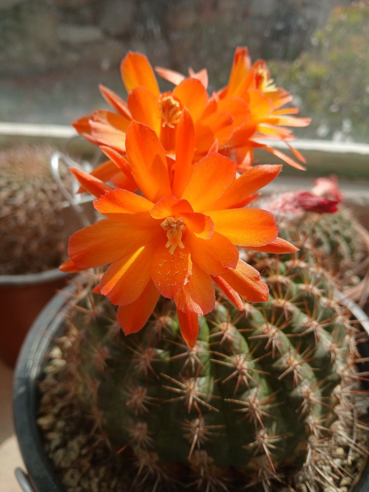 Globular cactus growing in cultivation. The stem is green and ribbed with withish areoles and numerous radial spines. It has three flowers positioned at the apex of the plant. The flowers are orange, with numerous tepals and abundant stamens and a creamy yellow branched stigma.