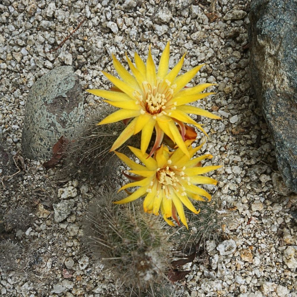 This image shows a small cactus with fine spines growing in rocky, dry soil. The cactus has two yellow flowers in full bloom, positioned at the top of the plant. Each flower has numerous long, pointed tepals, with a golden centre full of thin, white stamens.