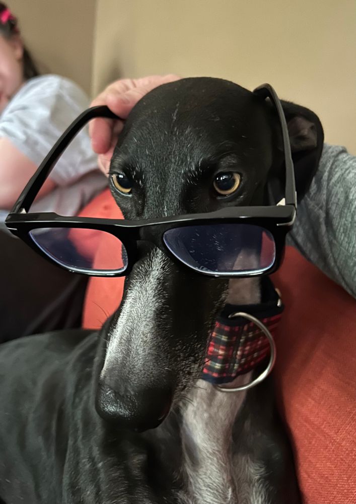 A small galgo wearing glasses. 