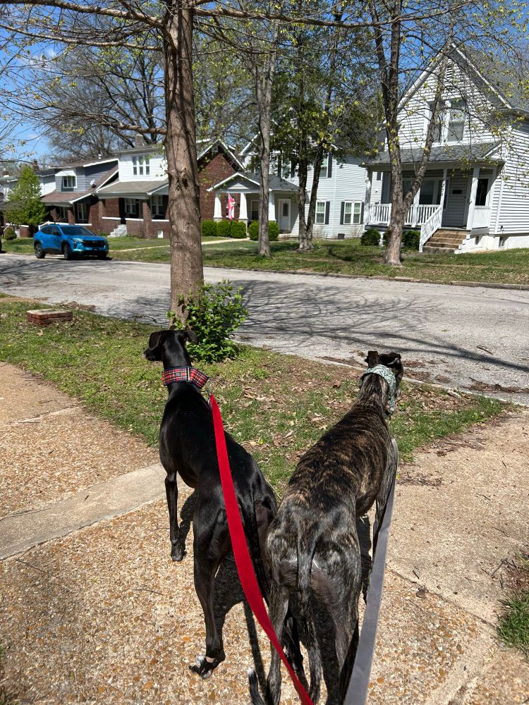 Two galgos, one black and one brindle, on a walk. The black one is looking for squirrels. 