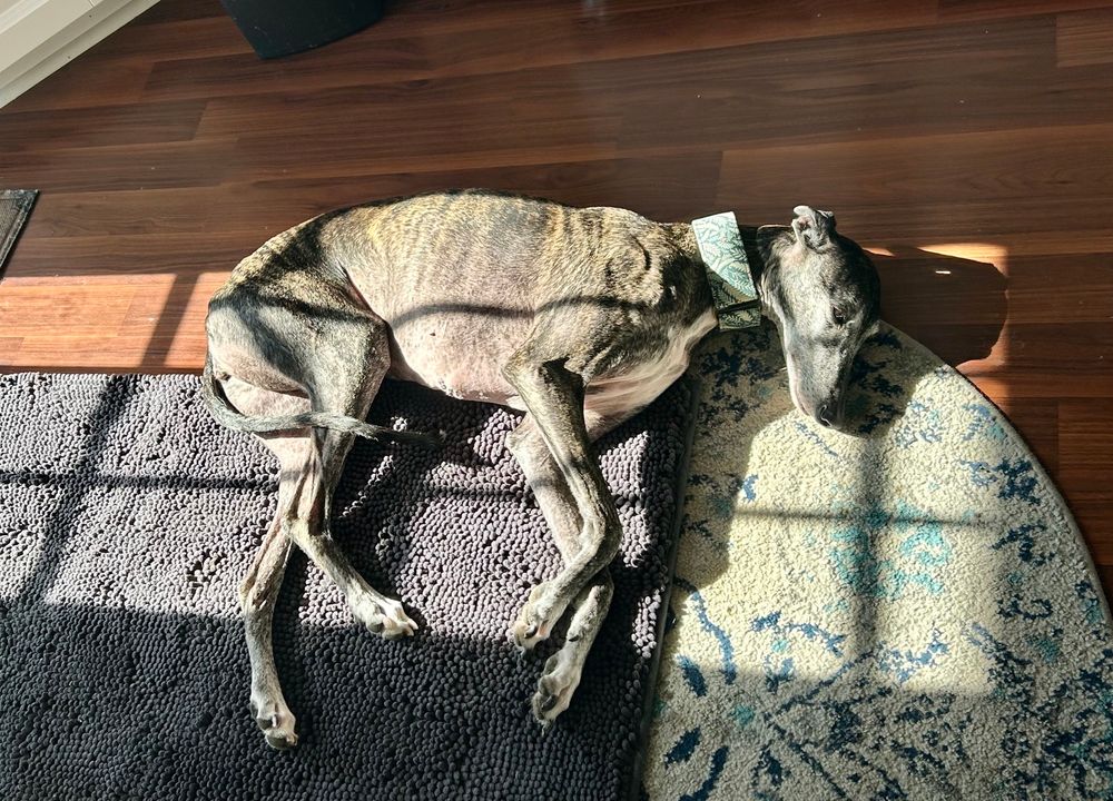 A small brindle galgo resting in a sunbeam