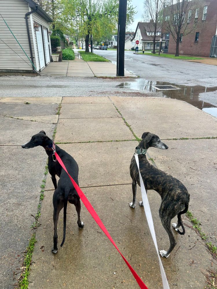 Two galgos on leashes looking opposite directions!