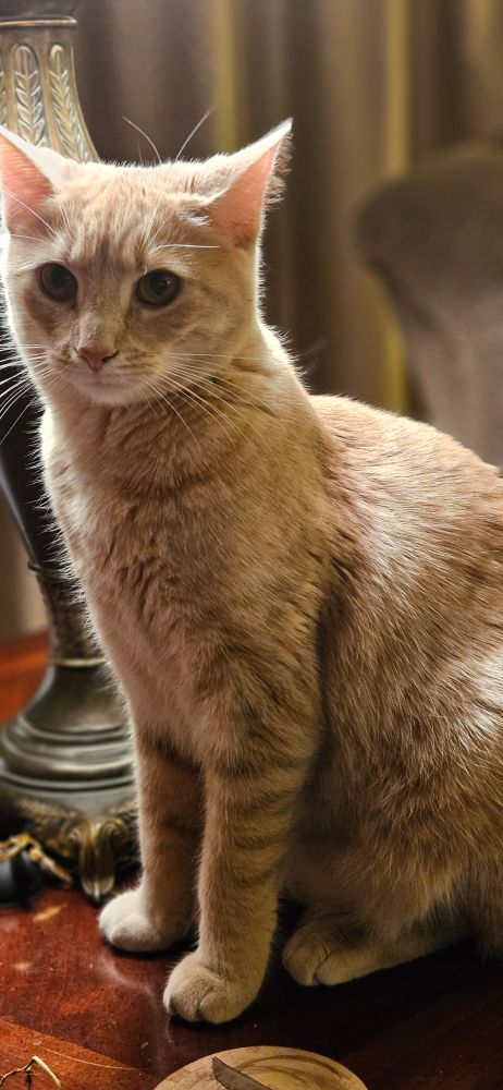 My precious Lilo 💖 