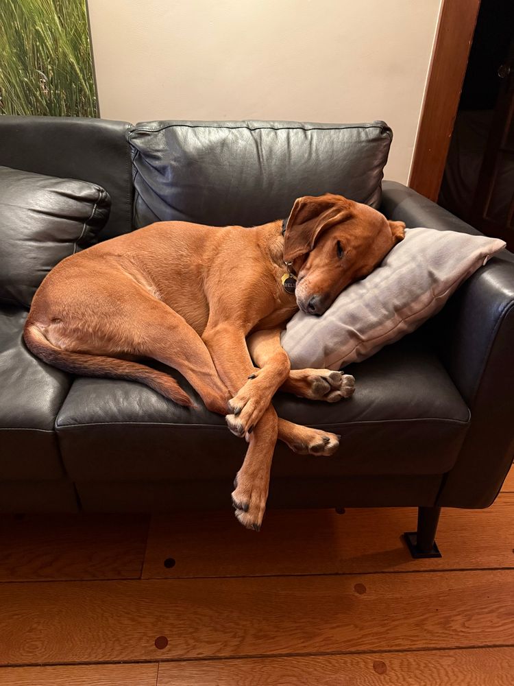 Red dog lies on pillow with long legs outstretched 