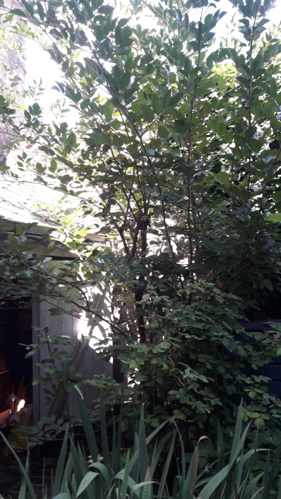 Prise de vue d'un sureau. Il y a un grand mur derrière lui, one le devine en train de grimper afin de chercher la lumière. Certaines de ses branches s'invitent dans d'anciennes latrines sur la gauche.