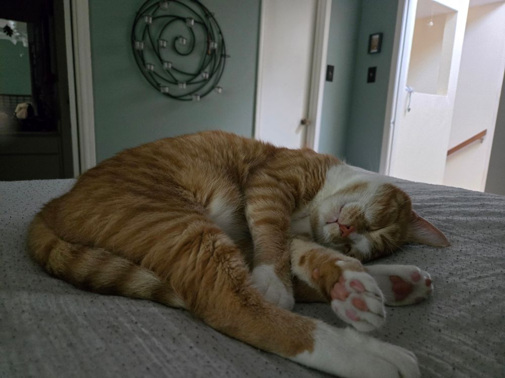 Orange tabby curled up sleeping 