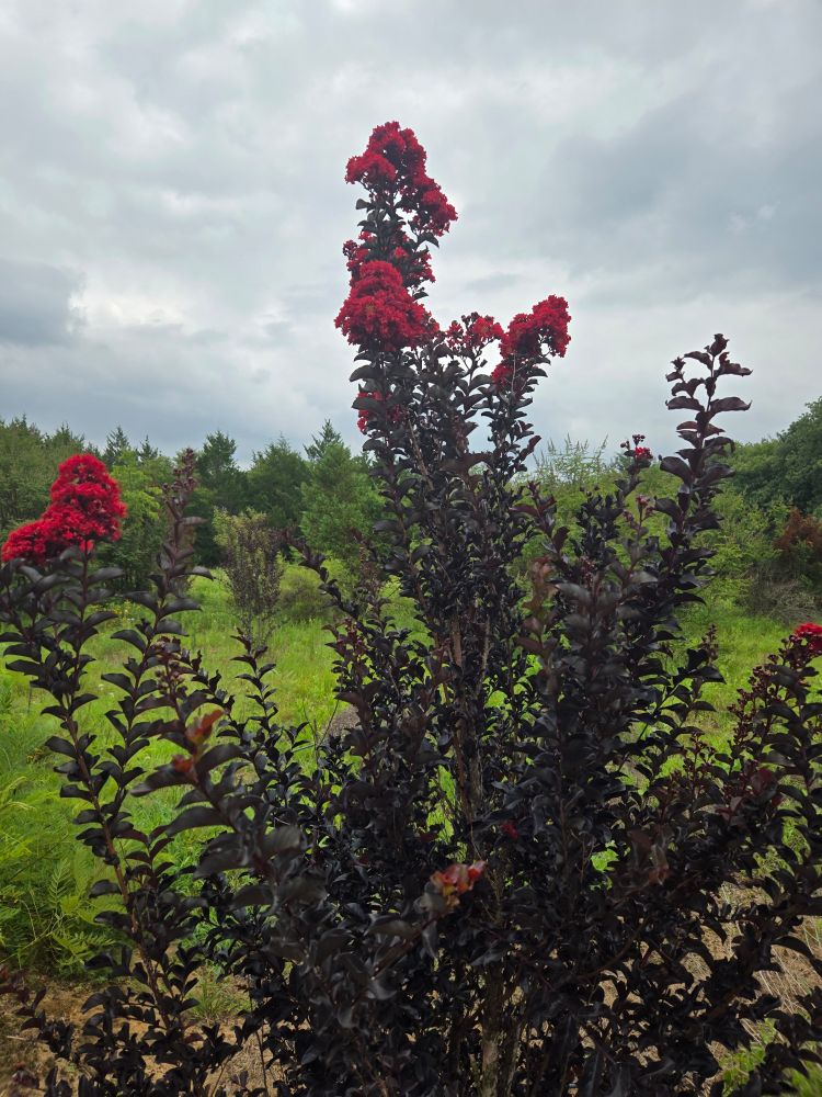 Bright red flowers atop reddish stems/leaves
