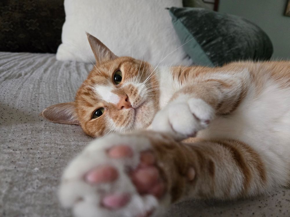 Orange tabby showing off his toe beans