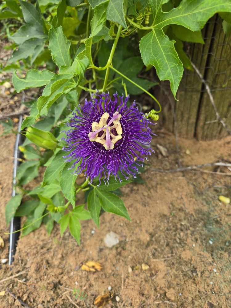 Purple flower with yellow center 