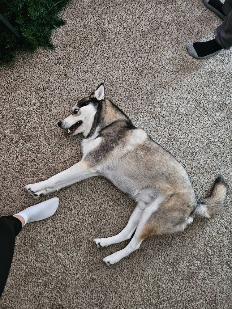 A mostly black and white husky with a crazy look to his eyes