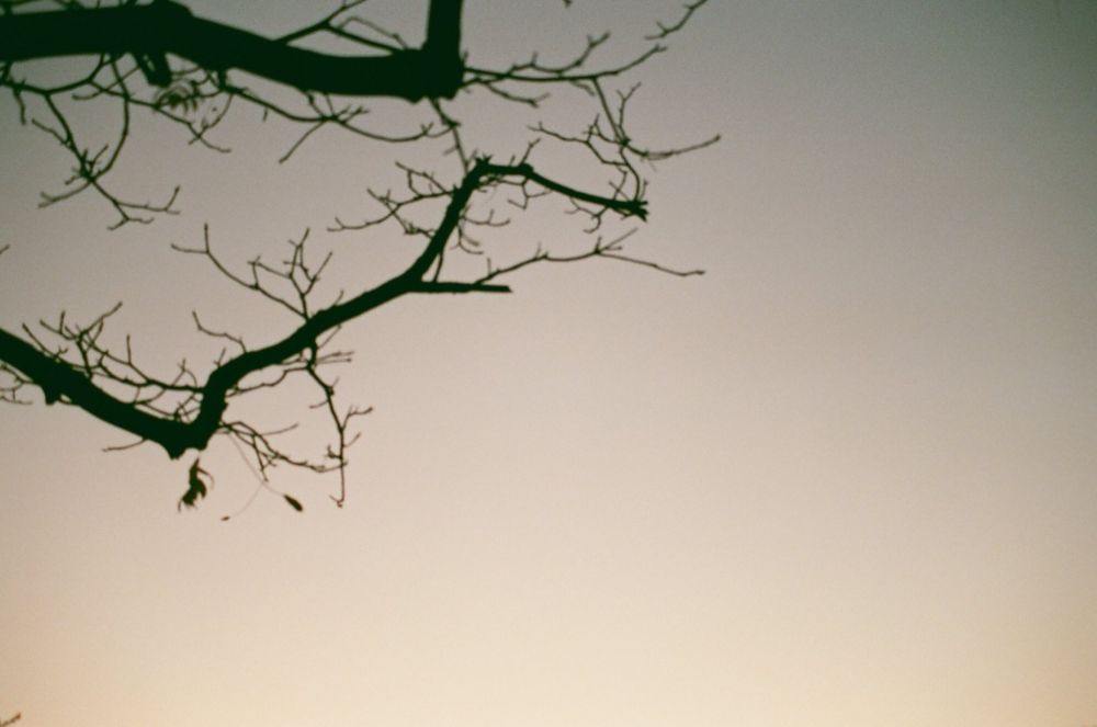 some tree branches at sunset 