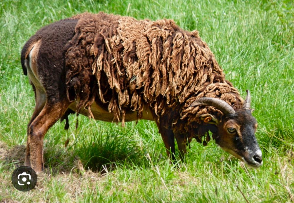 A brown Soay sheep with fleece that grows irregularly and falls off naturally in clumps. Image credit: Jamain. Wikipedia Commons 