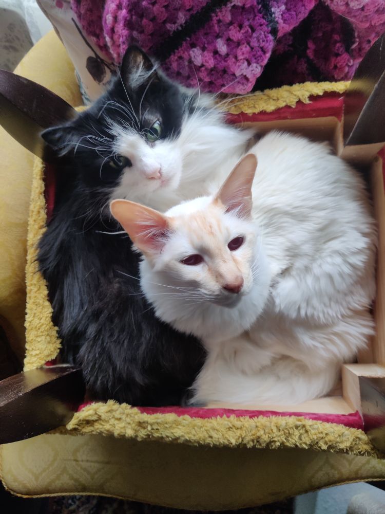 Kaksi kissaa makoilee väärinpäin käännetyssä rahissa, vierekkäin, katsoen kohti kameraa.